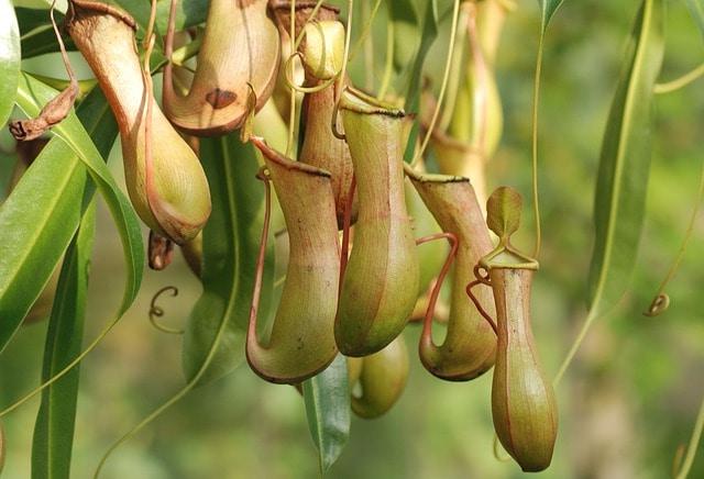 pitcher-plant