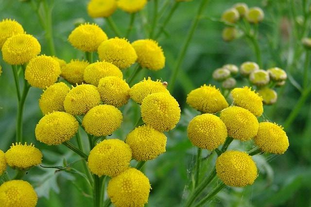 tansy