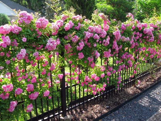 An elegant wrought-iron fence twined with flowers