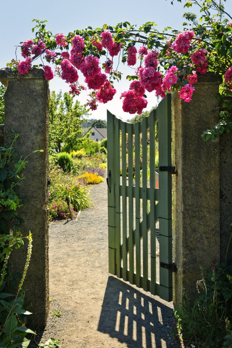 Garden entrance with wild rose arch