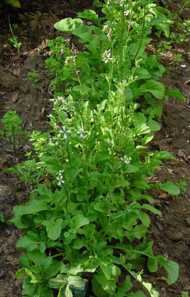 Arugula