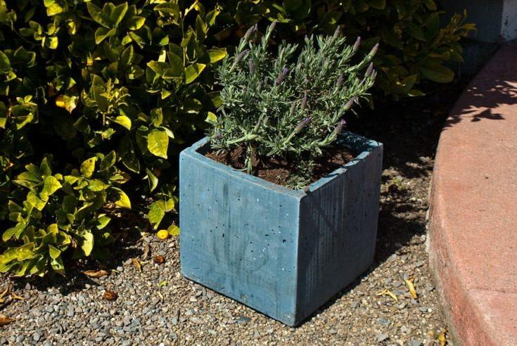 CARDBOARD & CONCRETE PLANTERS