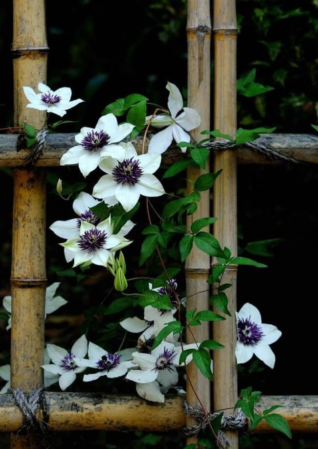 Climbing plants fencing styles