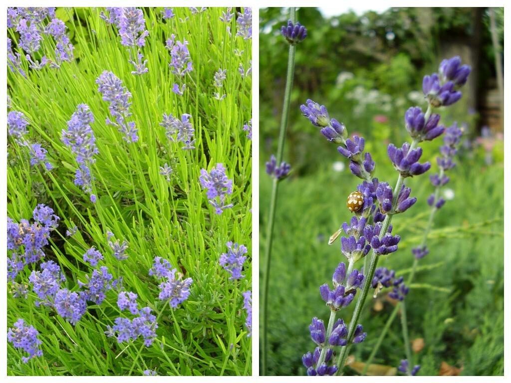 Lavender is one of the most popular aromatic herbs