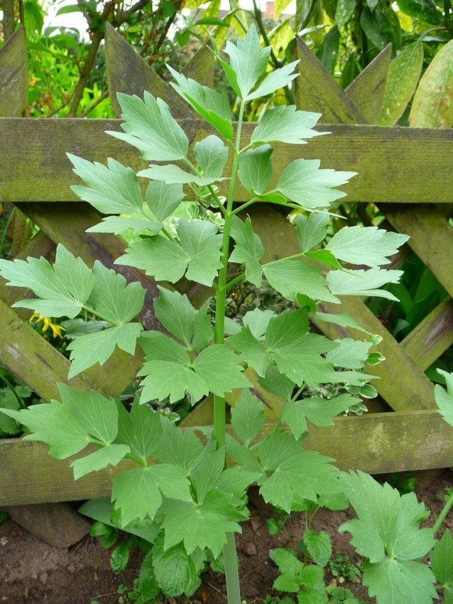 Lovage