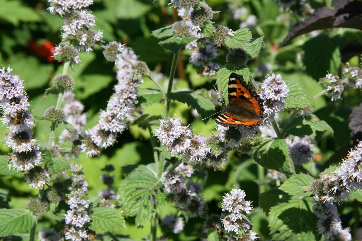 Mint has medicinal properties