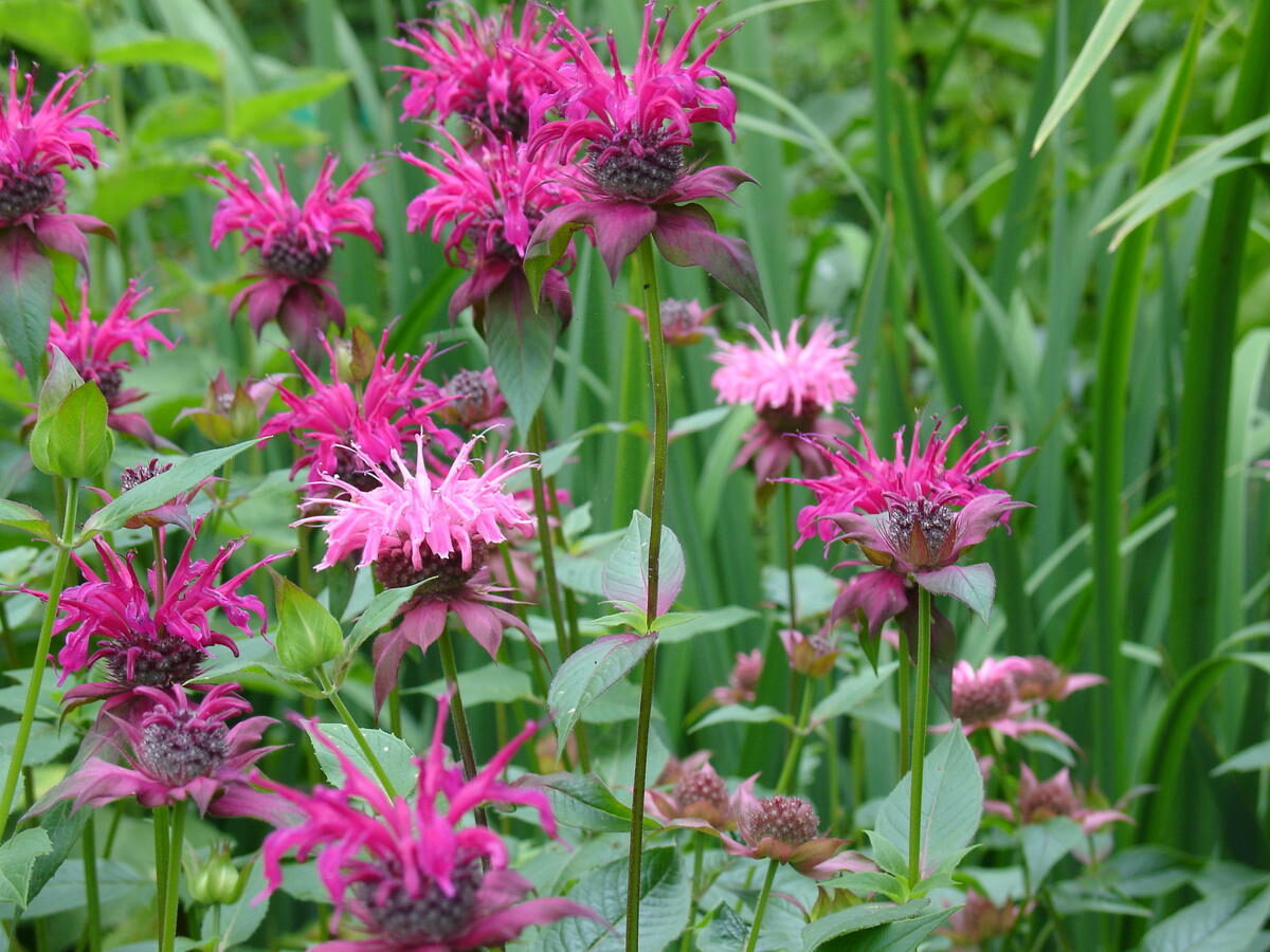 Monarda