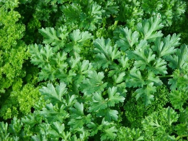 Parsley