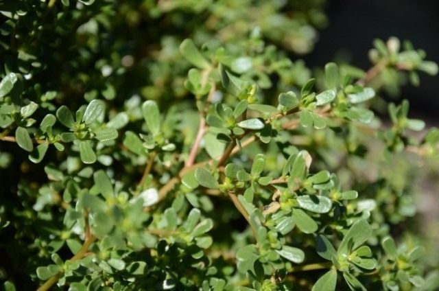 Purslane