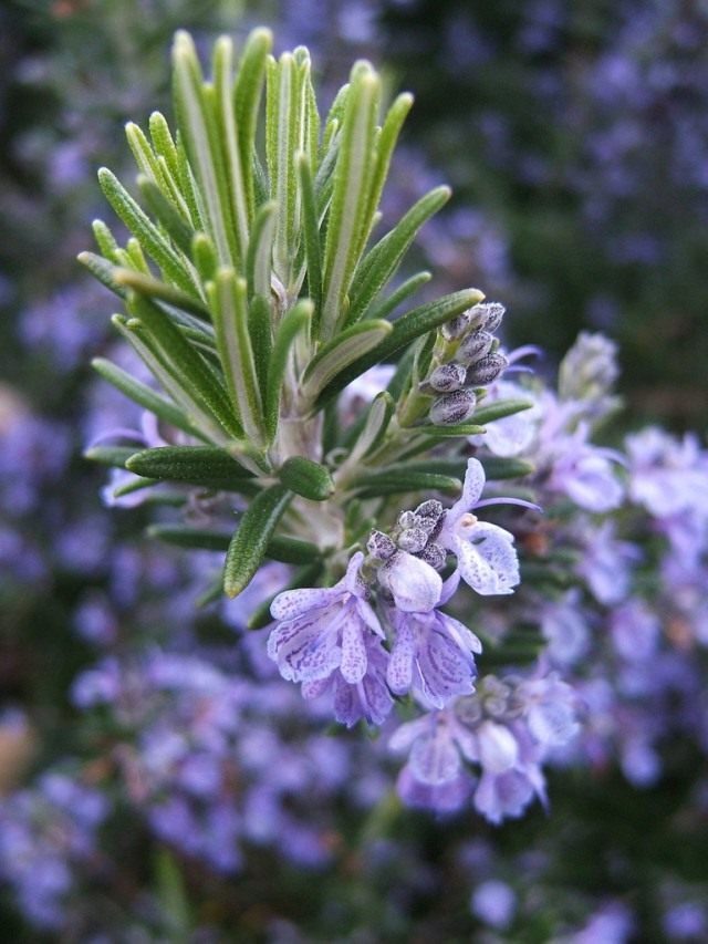 Rosemary