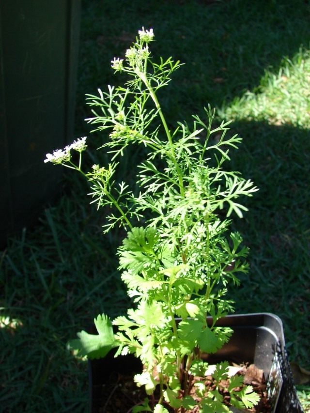 Sowing coriander