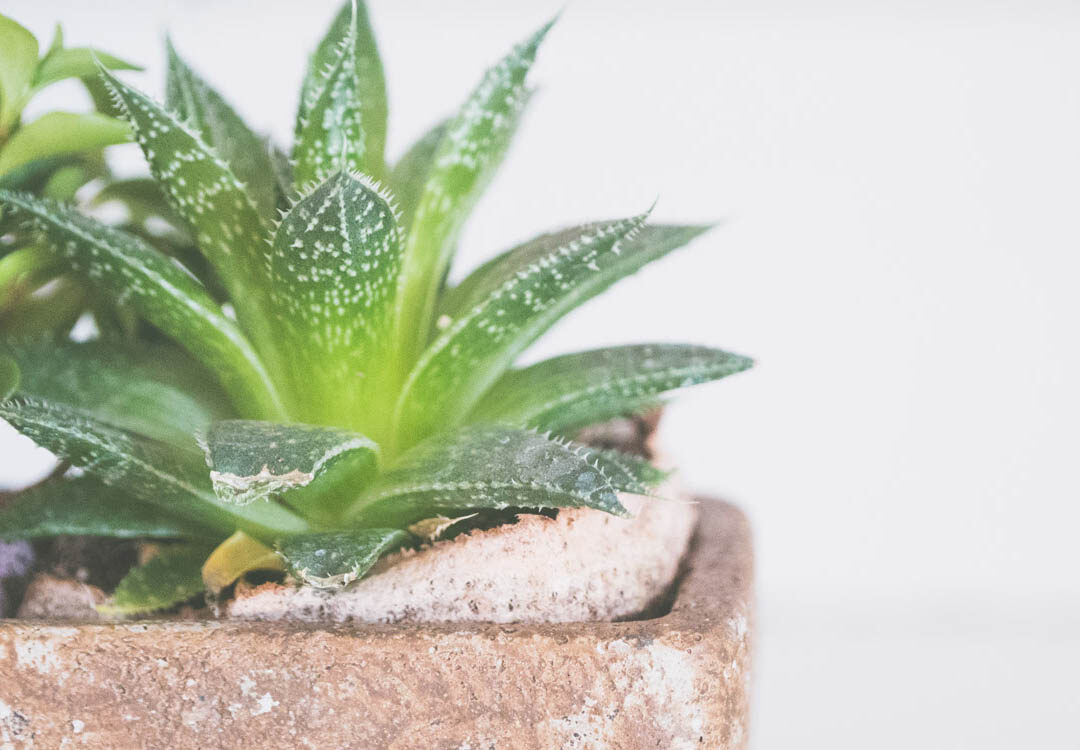 aloe vera gardening