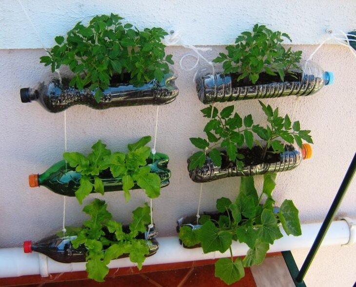 layout vegetable garden