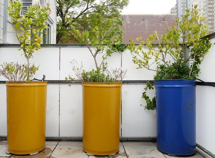 metal barrels will ideally solve the problem of planting large