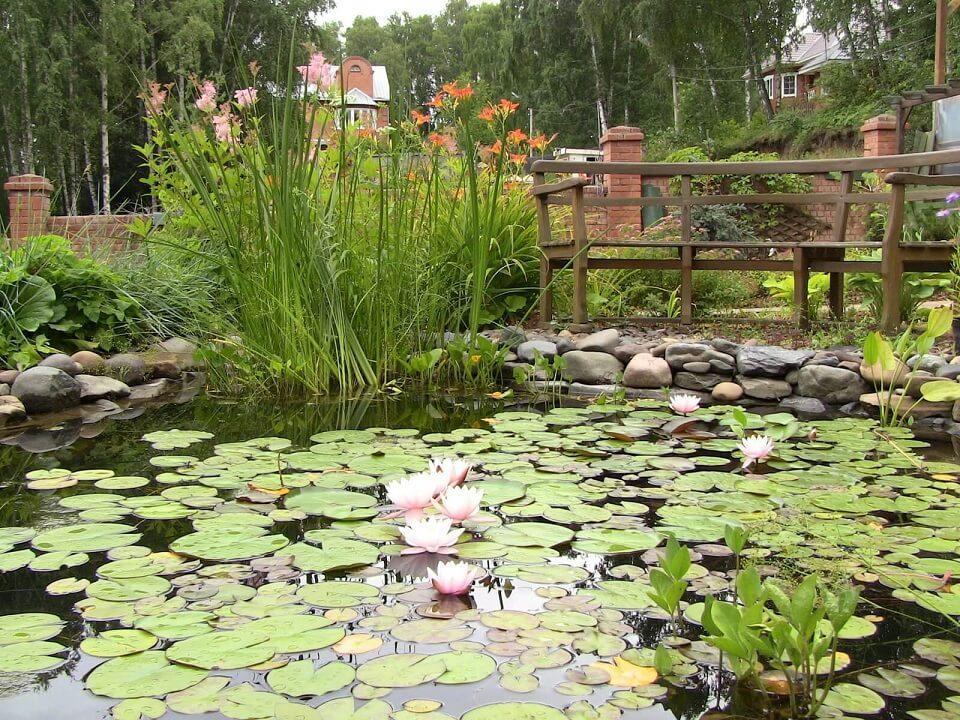 pond-with-nymphs