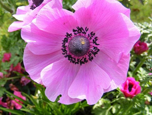 Anemone comes in different colors