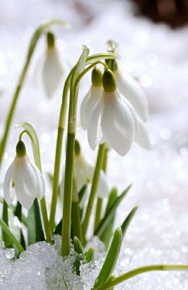 Beautiful and delicate snowdrop