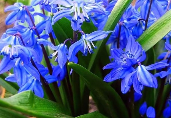 Blue primroses Scilla