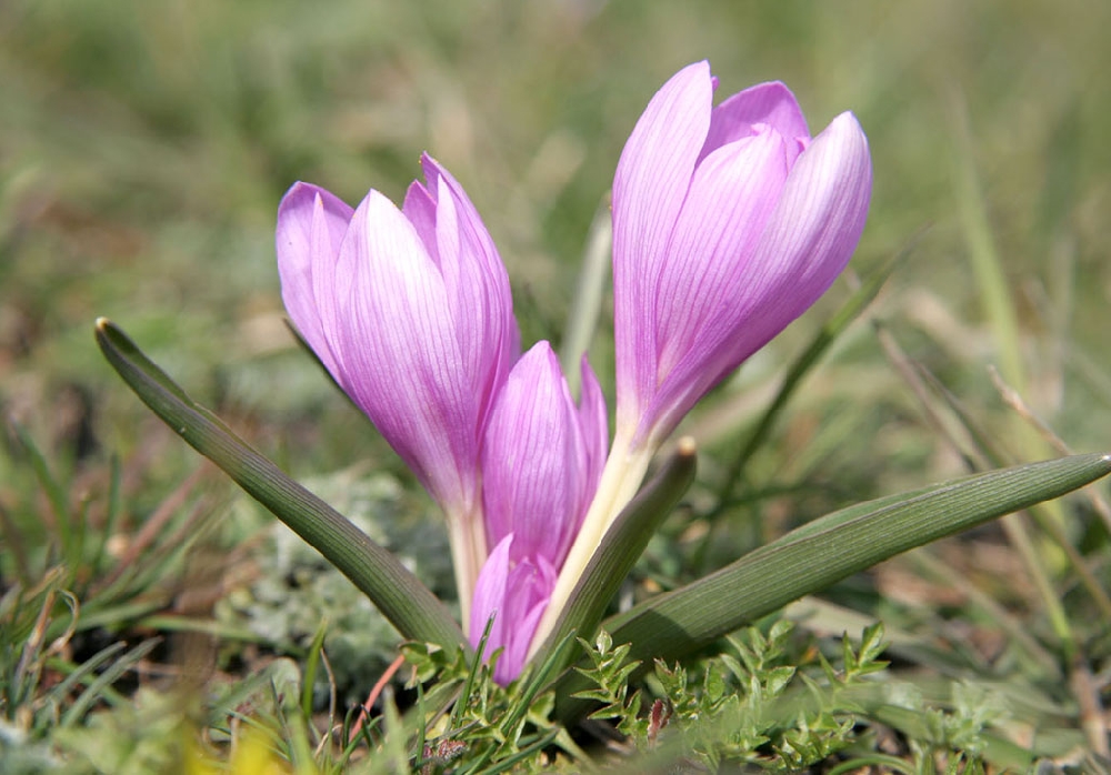 Brandy multicolored (lat. Bulbocodium versicolor)