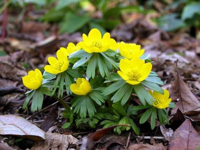 Bright spring in dry last year's leaves