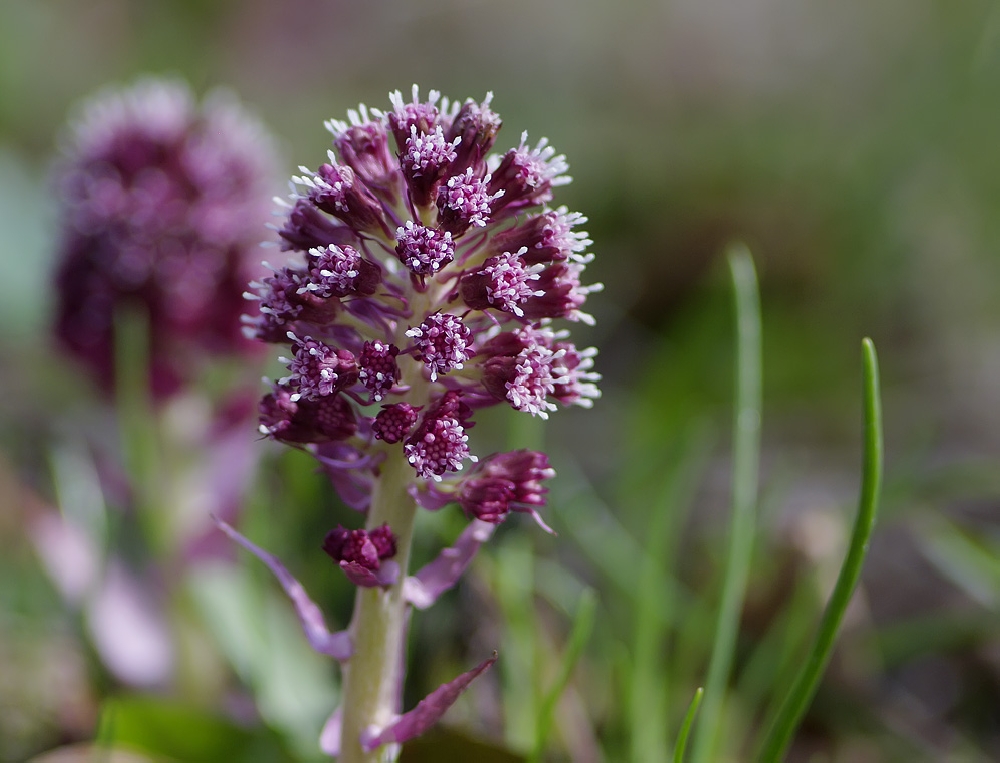 Butterbur medicinal (Latin Petasites officinalis)