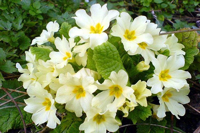 Common primrose