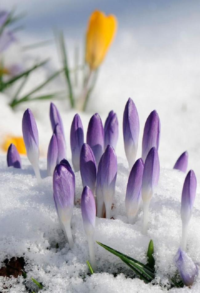 Even before they open up and under the snow, the crocuses look bright and beautiful