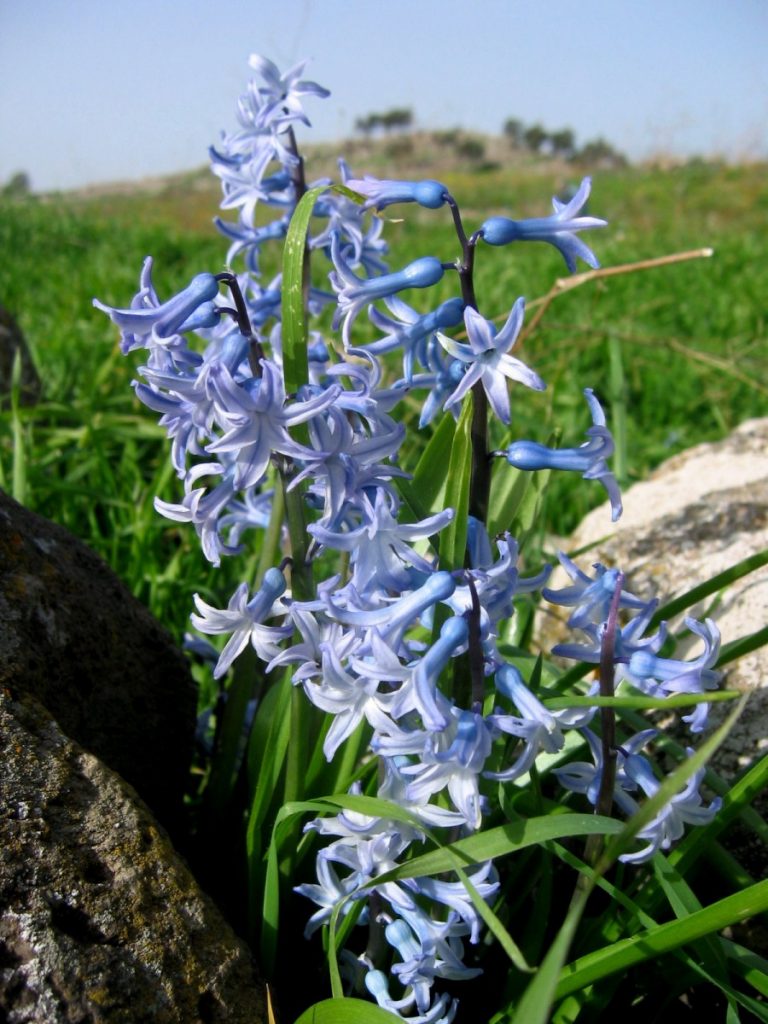 Hyacinths