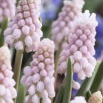 Japanese muscari is pink