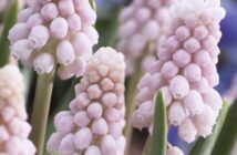 Japanese muscari is pink