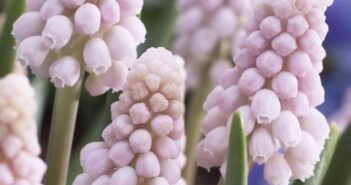 35 Spring Primroses To Brighten Up Your Garden Japanese muscari is pink