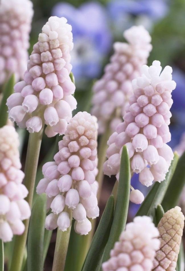 Japanese muscari is pink