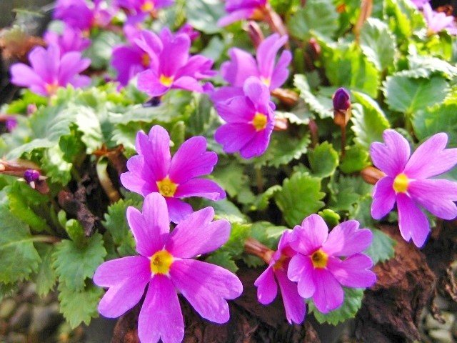 Julia's primrose (Latin name Rrimula juliae