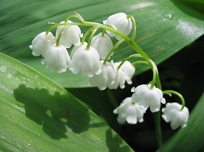 Lilies of the valley