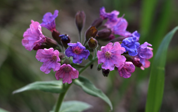 Lungwort