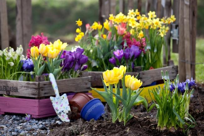 Many of the primroses can be planted both in the ground on the site, and in pots, which can also be used to decorate your garden.