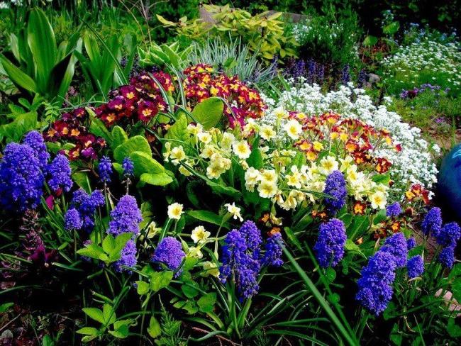 Plant primroses and they will delight you with their colors after a cold winter