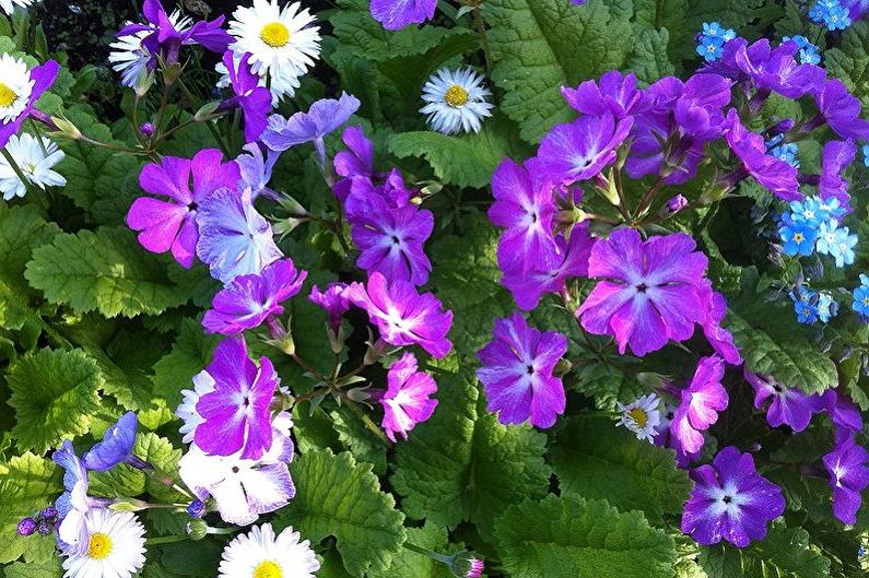 Polyanthus primrose