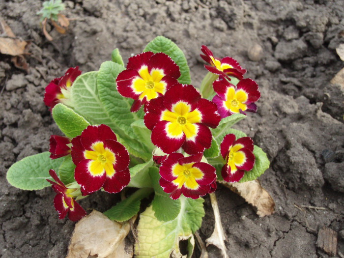 Primula (primrose)