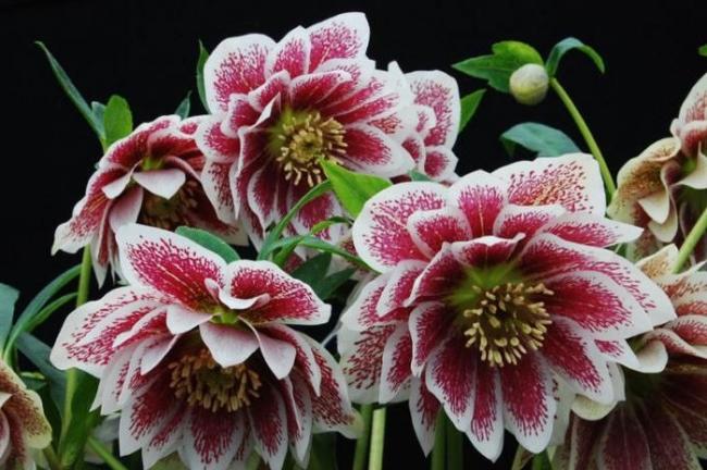 The hellebore is one of the most beautiful spring flowers