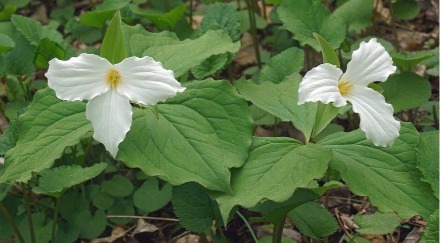 Trillium grandiflorum