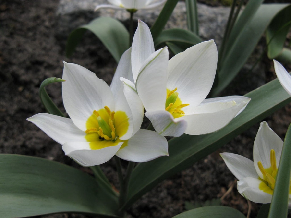 Two-flowered tulip (lat.Tūlipa biflōra)