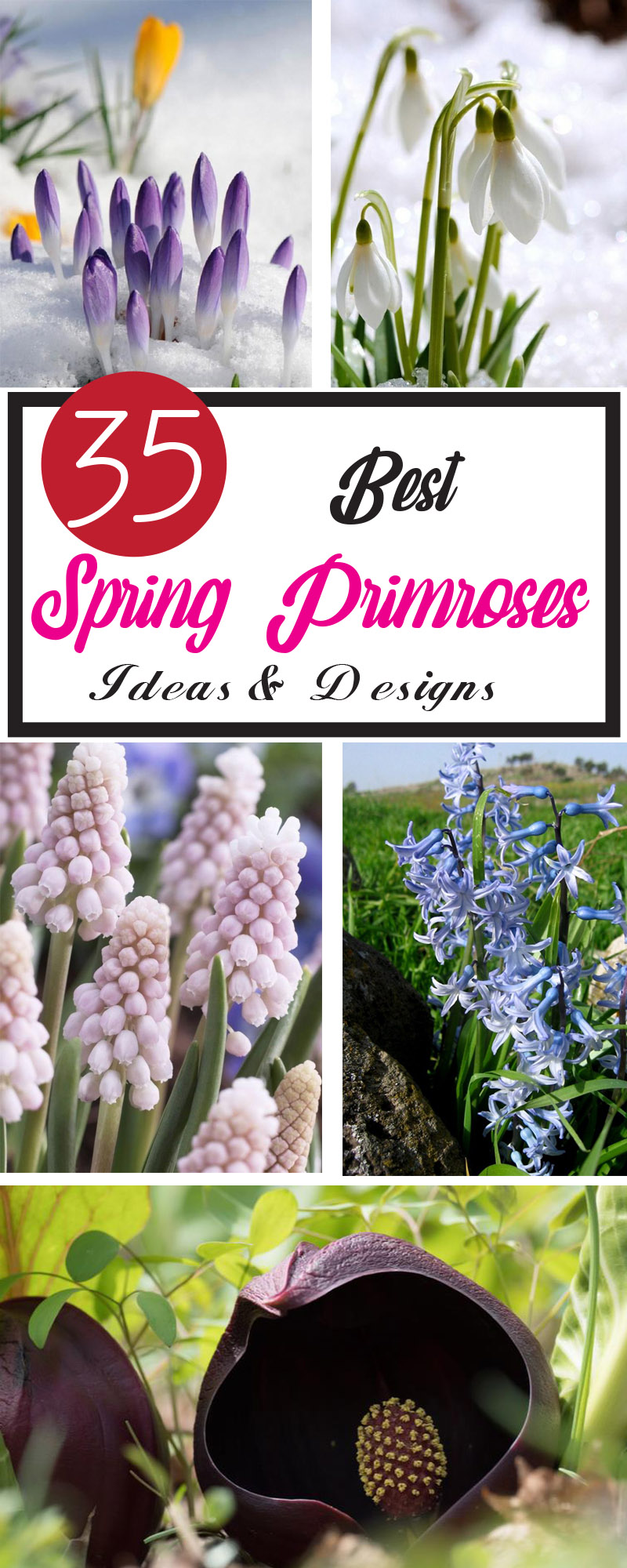 best spring primroses ideas and designs