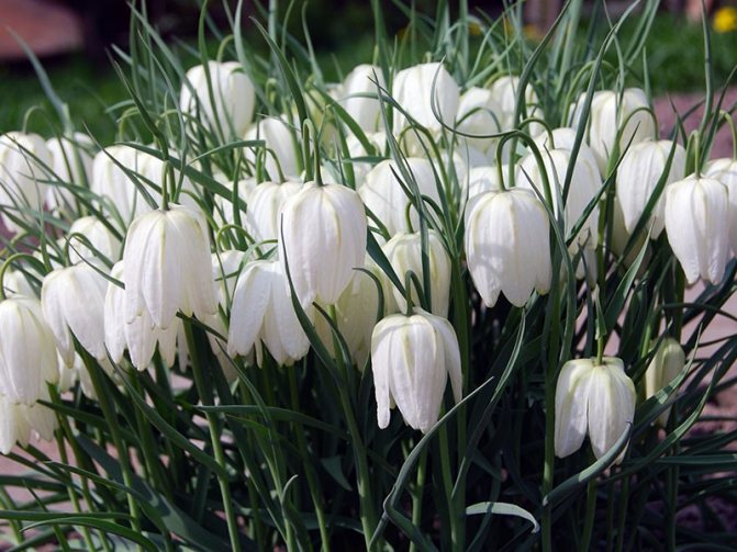 hazel grouse (Latin name Fritillária),