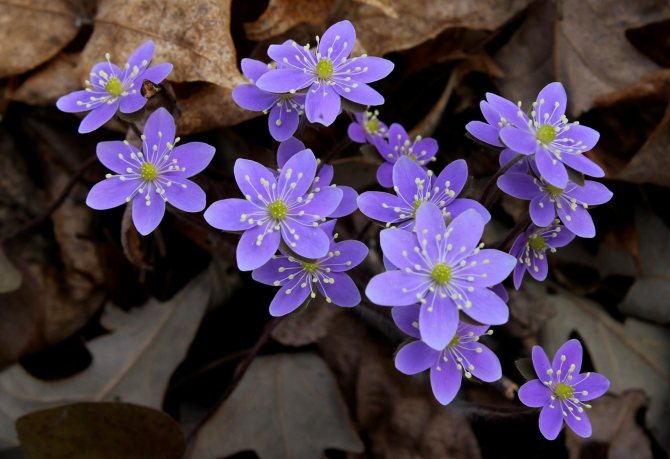 liverwort (name in Latin Hepatica) Rare Primroses