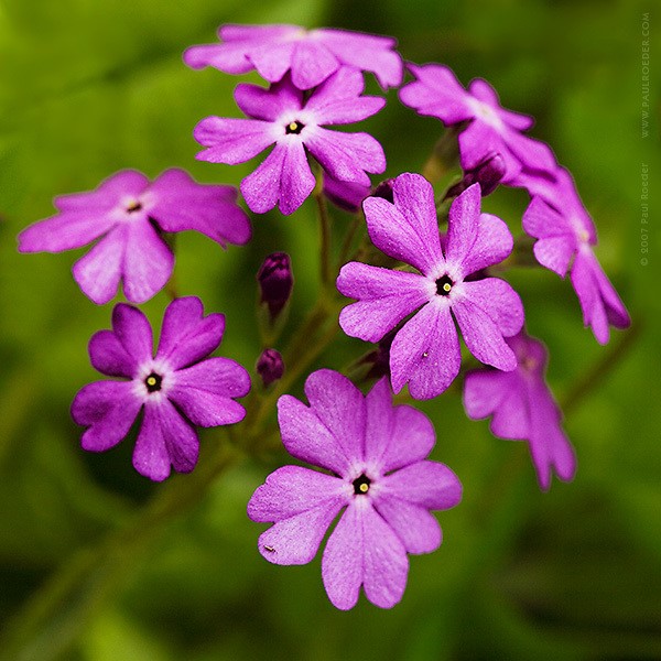 powdery primrose