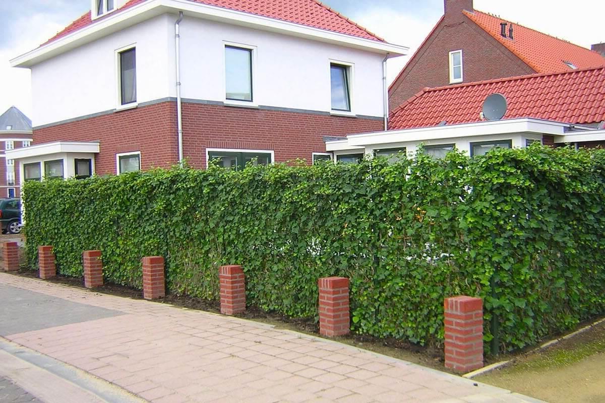 hedge fence ideas