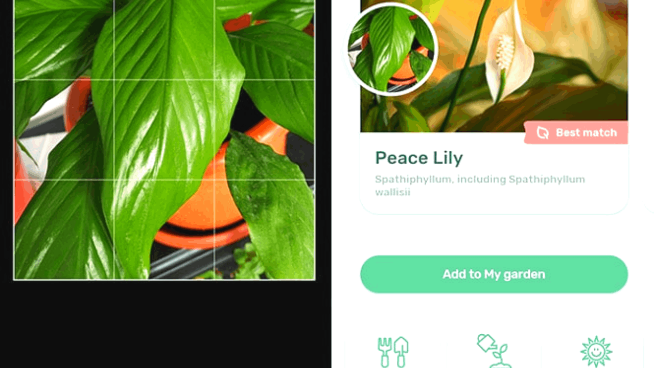 Learn How to Take Care of Plants With an App